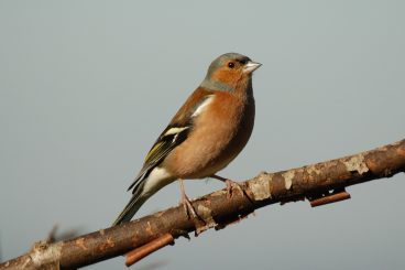 Bird count