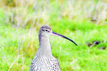 Care for the curlews