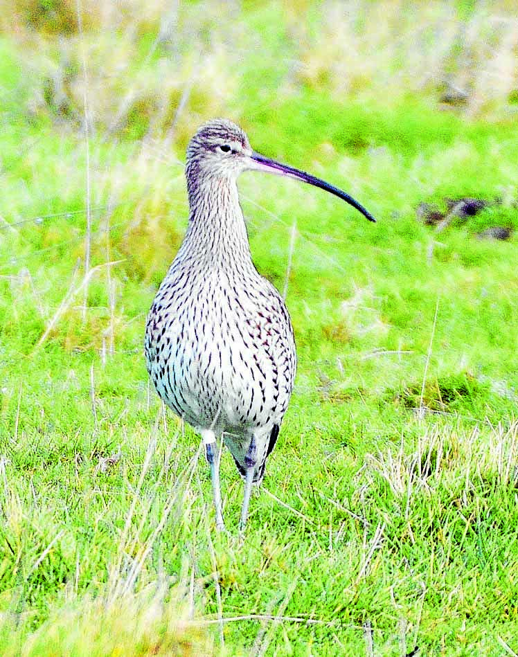 Care for the curlews