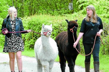 The alpacalypse is here!