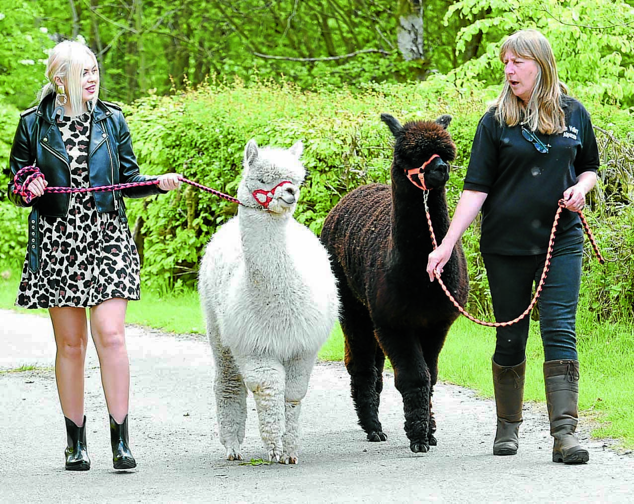 The alpacalypse is here!