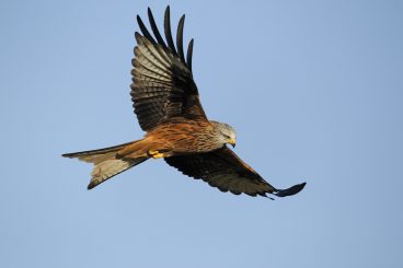 Red Kite deaths