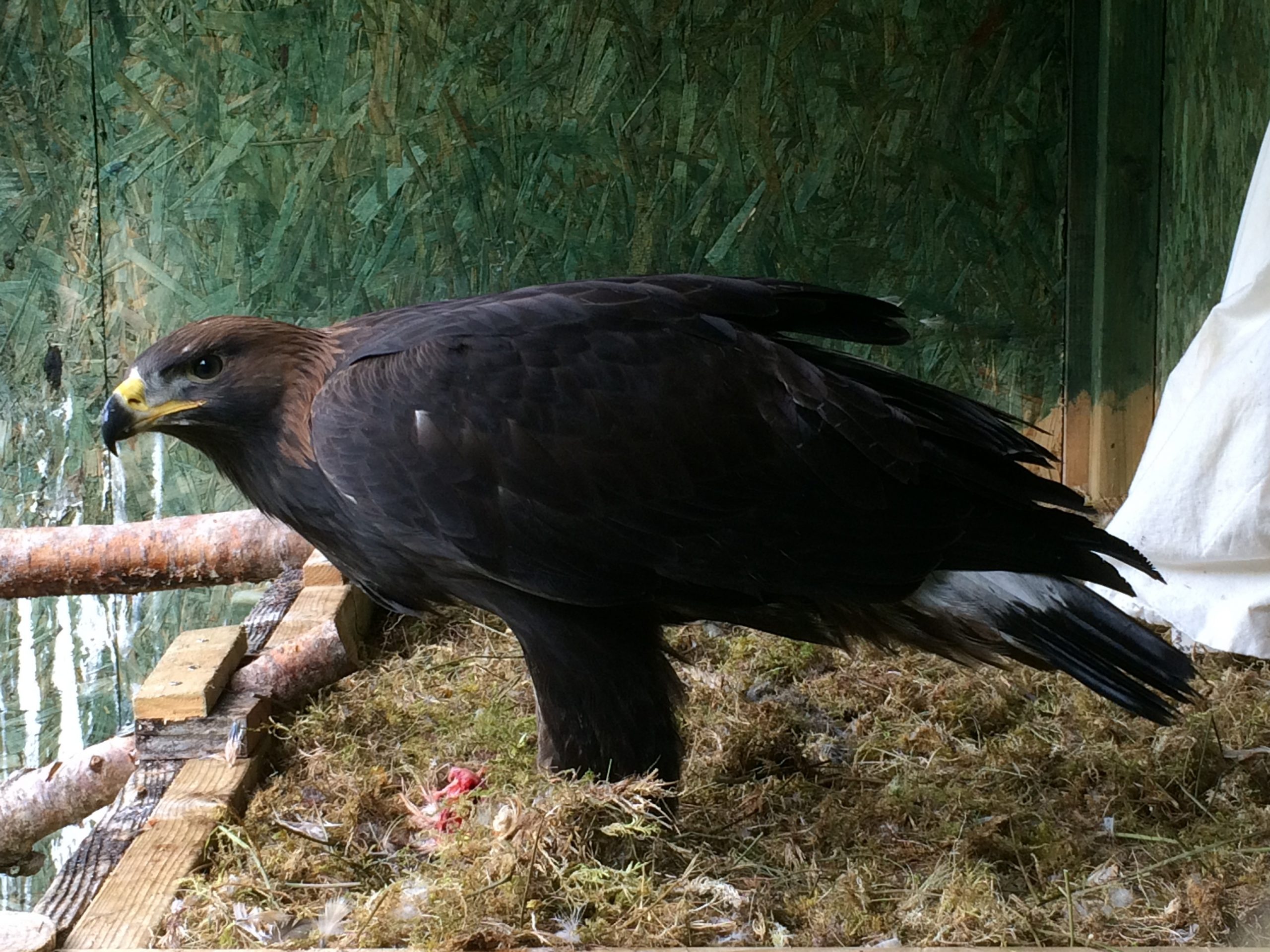 Eagle experts left baffled