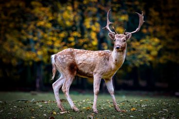 Police probe dead deer find