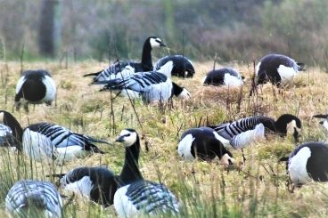 Hopes bird flu is receding on Solway