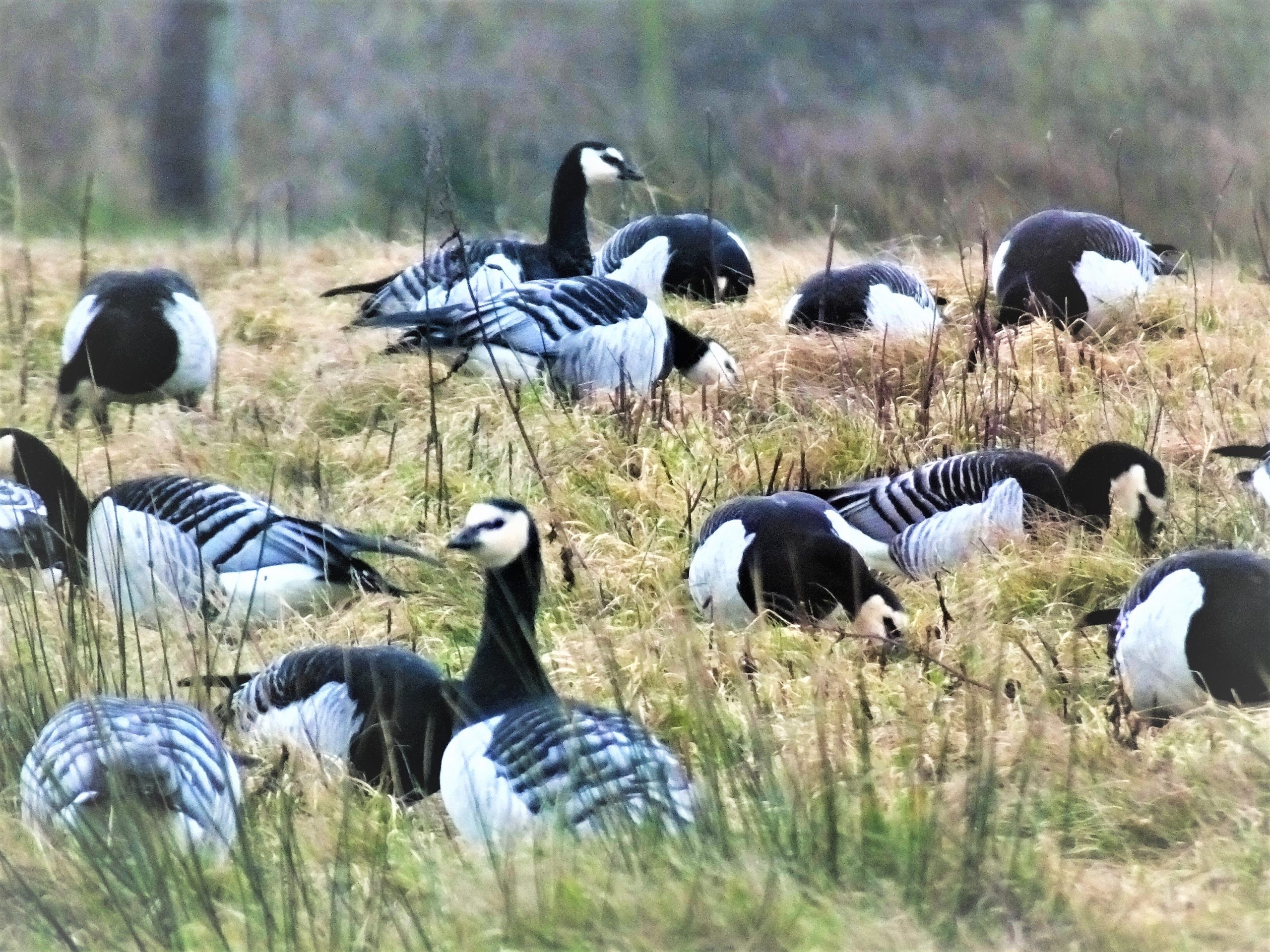 Bird flu report reveals full Solway impact