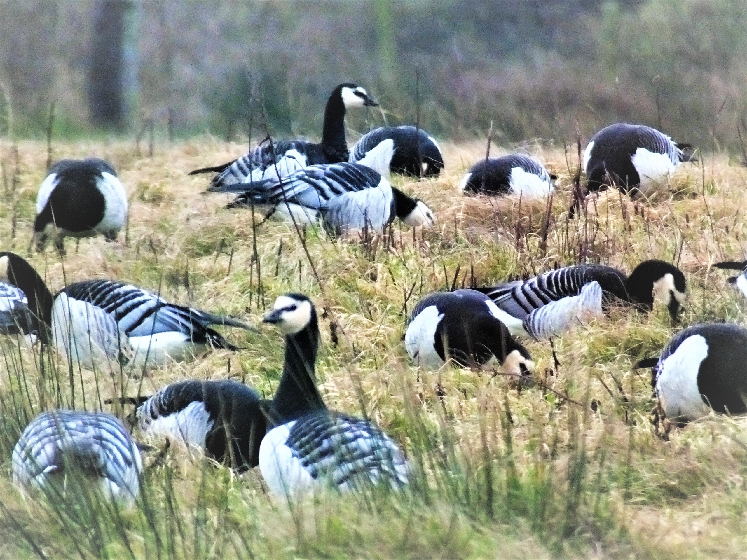 Hopes bird flu is receding on Solway