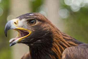 Golden eagles are soaring locally