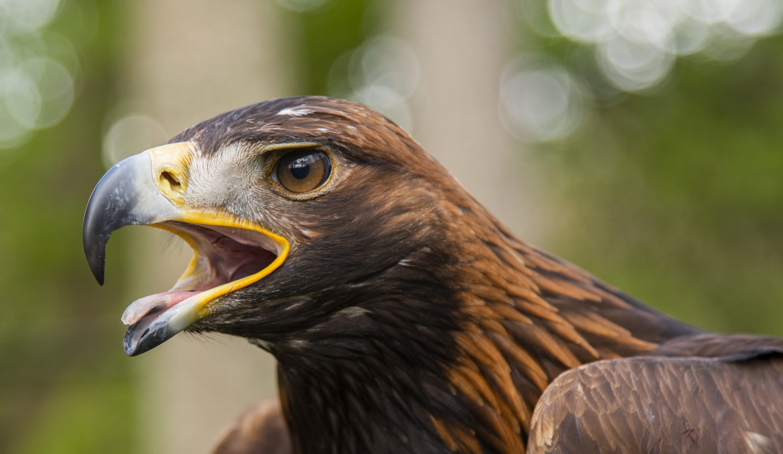 Golden eagles are soaring locally