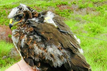 Concern for hen harriers