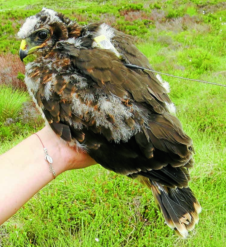 Concern for hen harriers