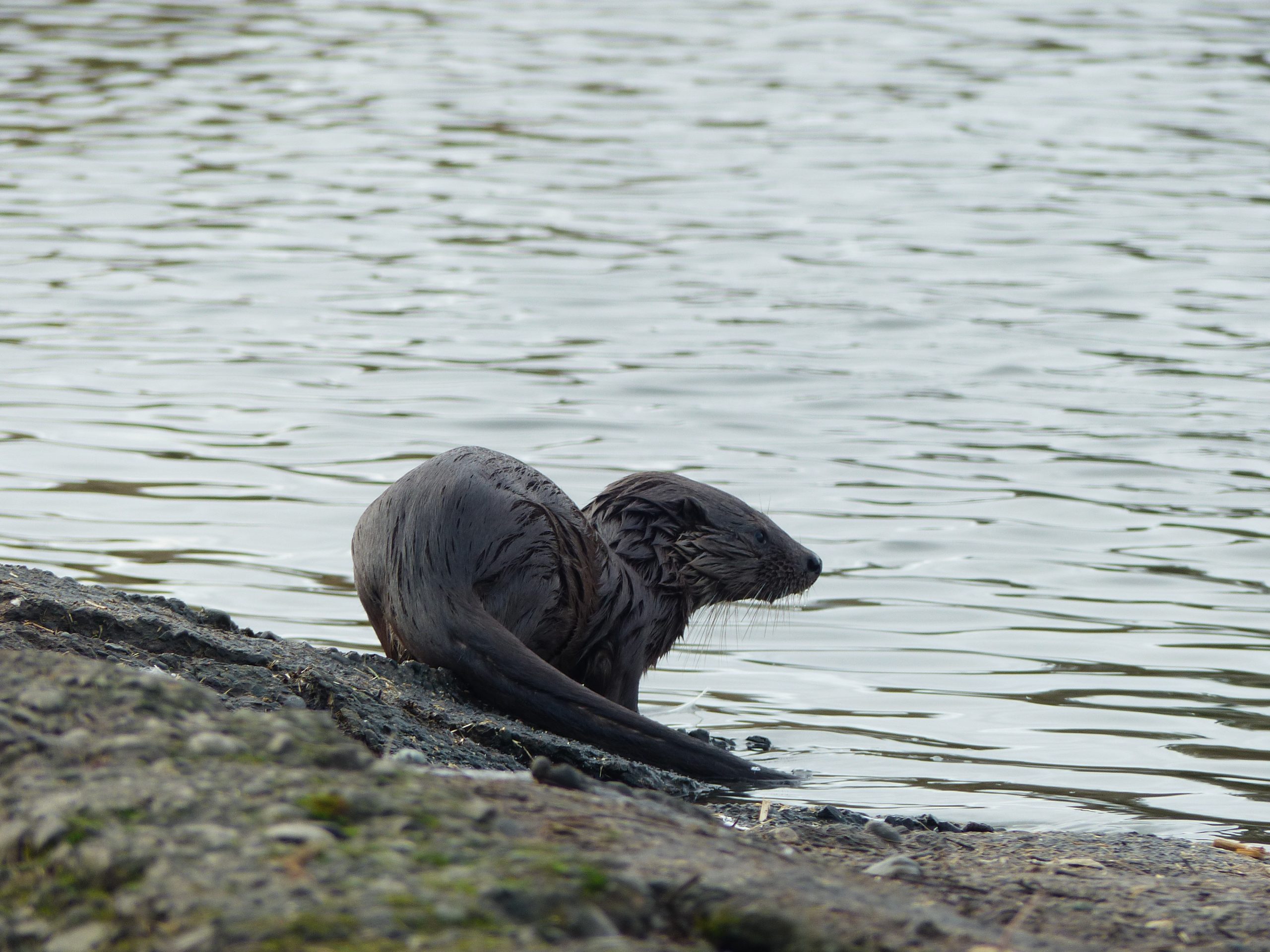 It’s glamping versus otters