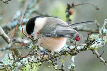 Protecting the willow tit