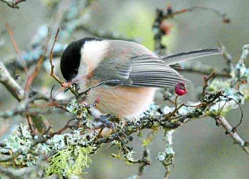 Protecting the willow tit