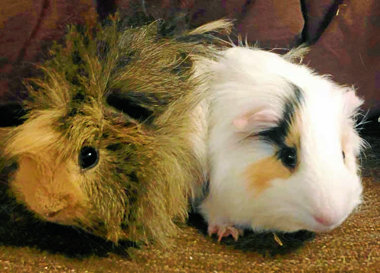 Forever homes sought for guinea pig pairs