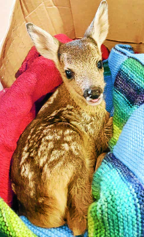 Wildlife charity in fawn alert