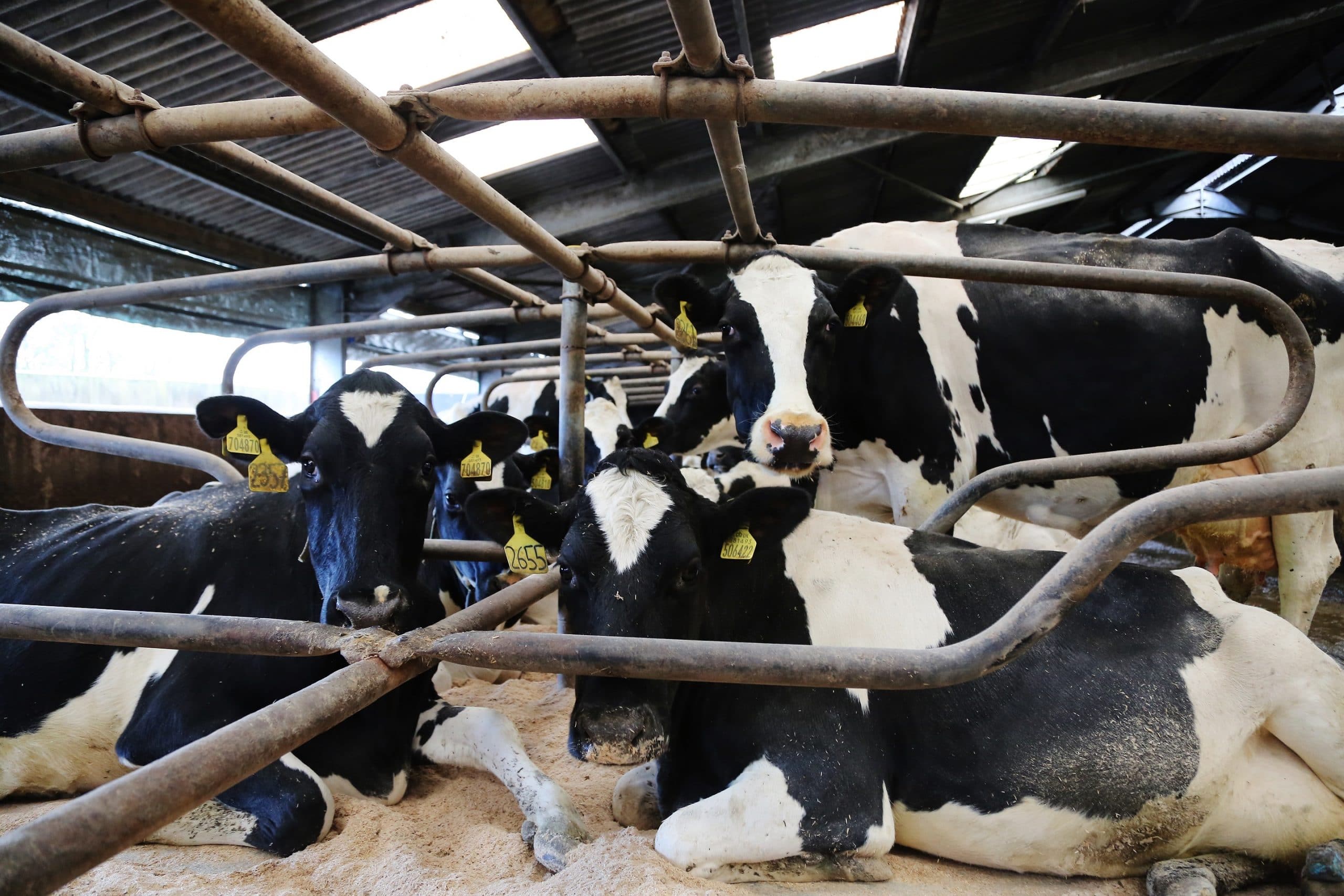 Digital dairy project wins funding
