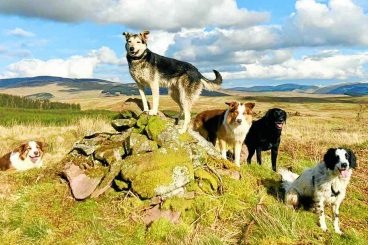 Tails wagging after virus ‘paws’