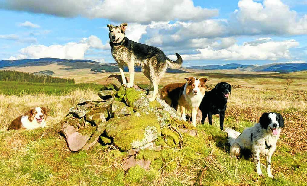 Tails wagging after virus ‘paws’