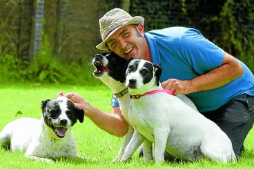 Dog trio in forever home hunt