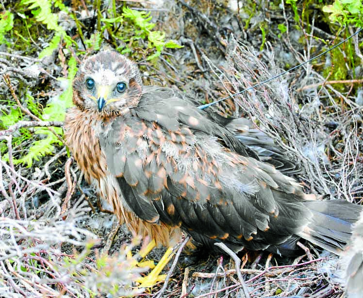 Concern as another hen harrier goes missing