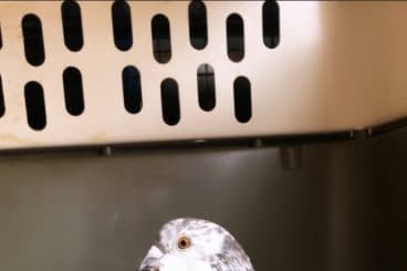 Pigeon problem fury