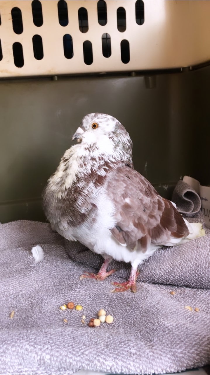 Pigeon left on bus