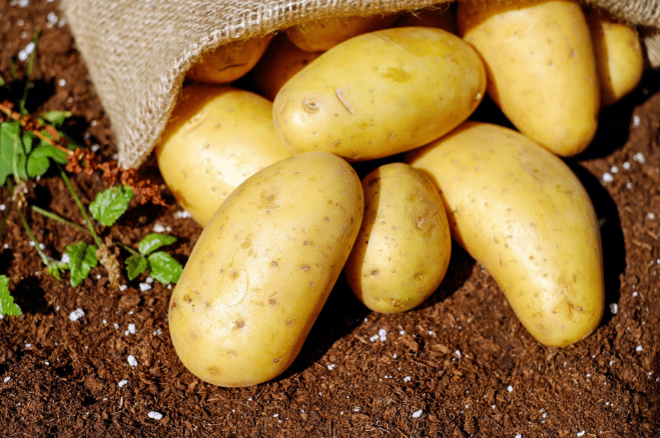 Brexit deal blow for seed potato firm