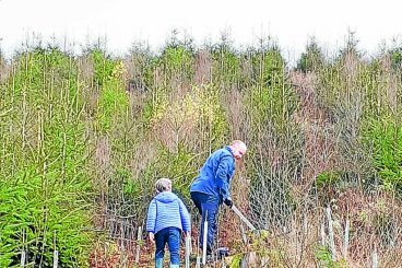 Trust gives out free trees