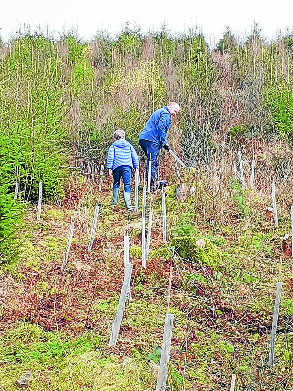 Huge planting project for historic ancient woodland