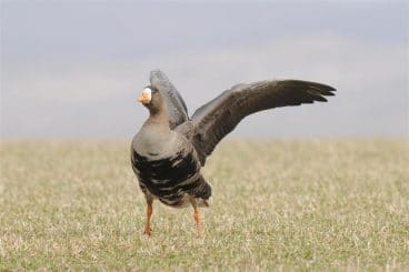 Talks delve into Galloway’s natural world