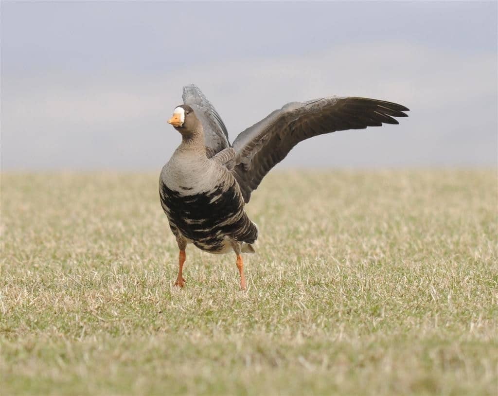 Talks delve into Galloway's natural world