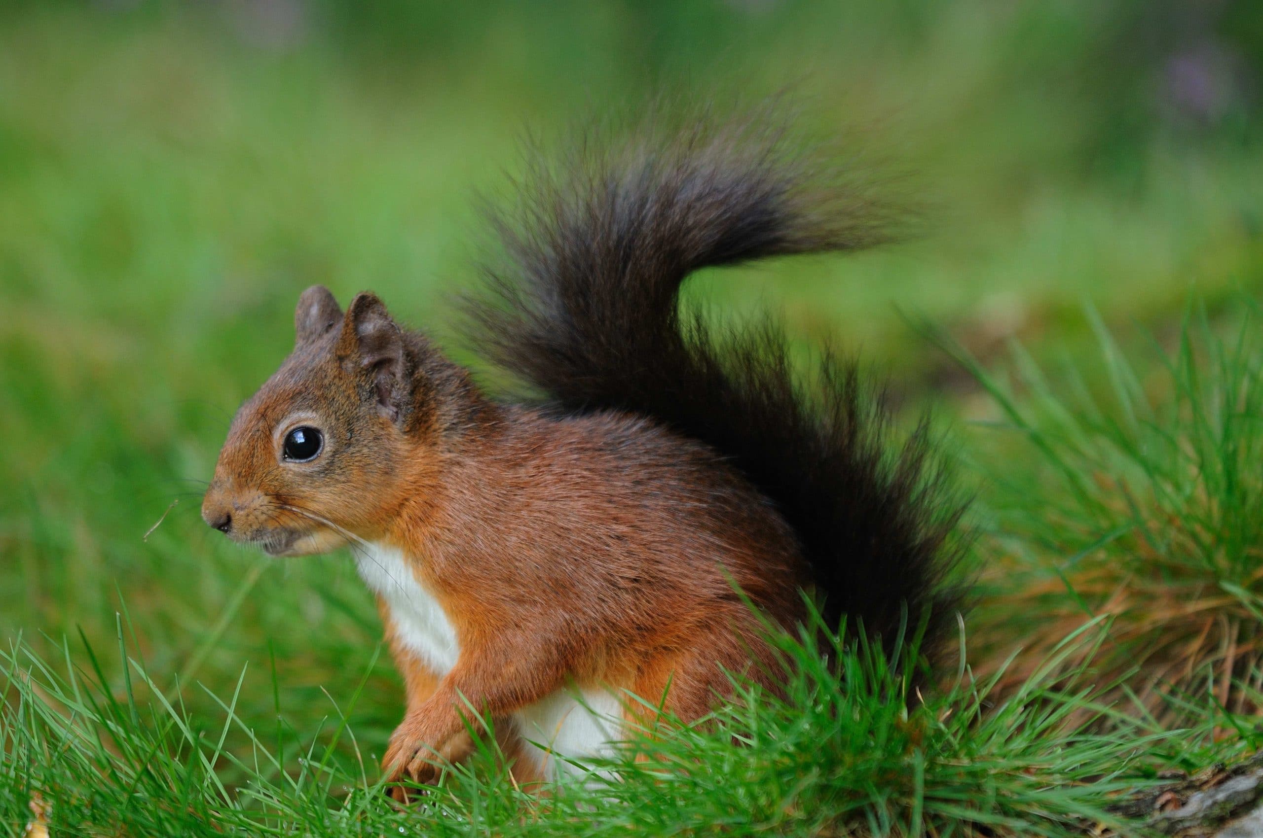 Lotto funding for squirrel project