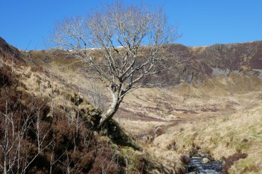 4200 trees given away by charity