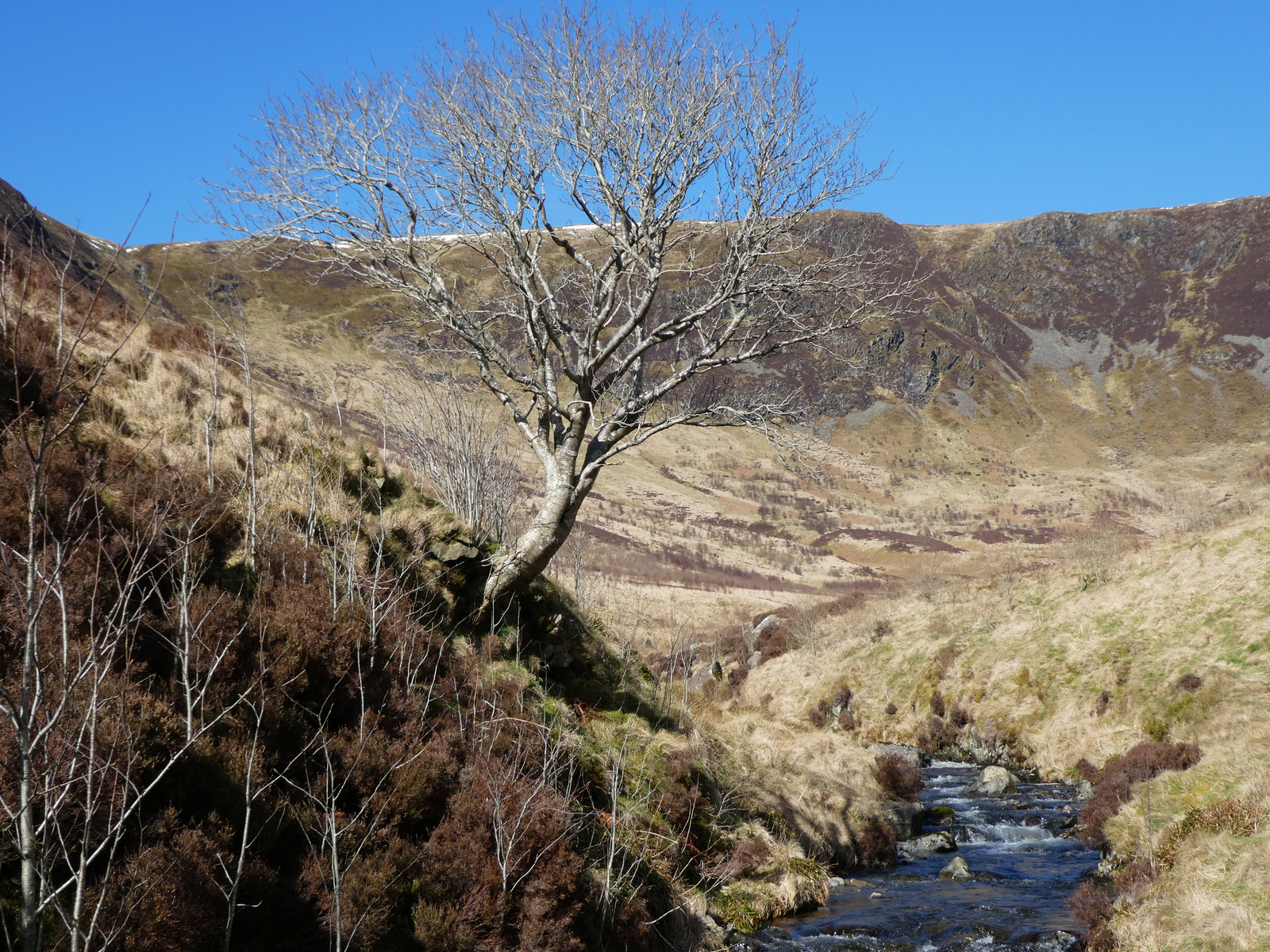 Moffat tree named 11th most astounding in Europe