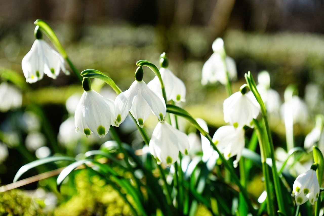 Community trust welcomes spring at loch