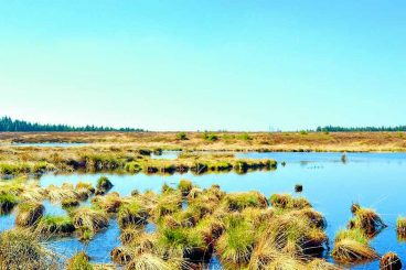 Bogs to be the focus of Galloway Glens event