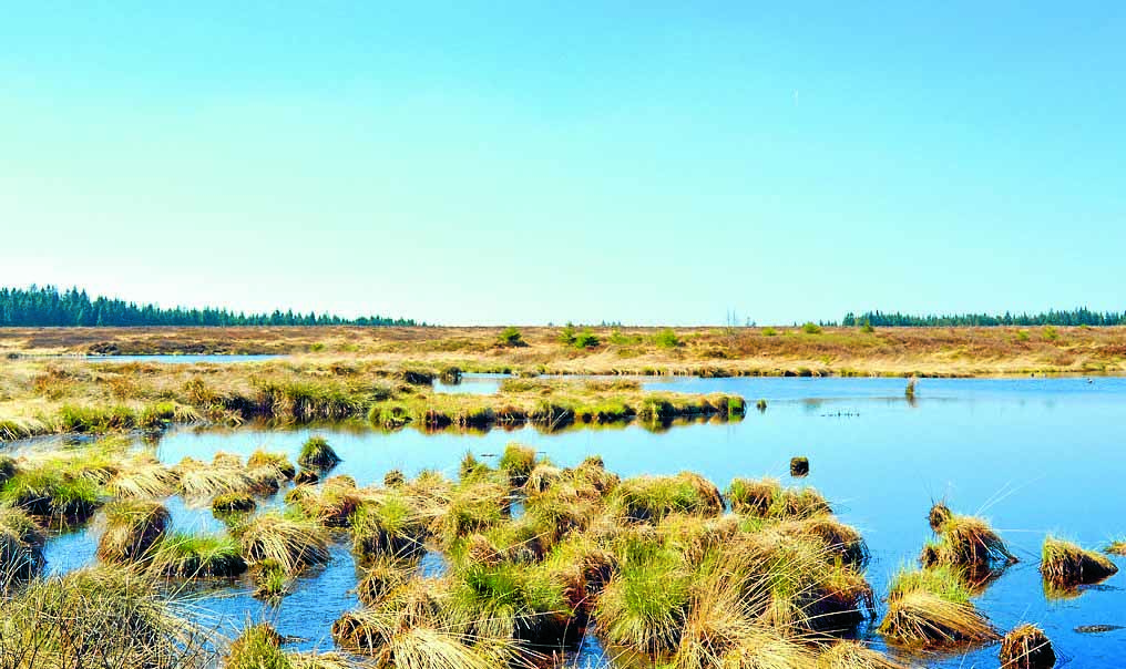 Bogs to be the focus of Galloway Glens event