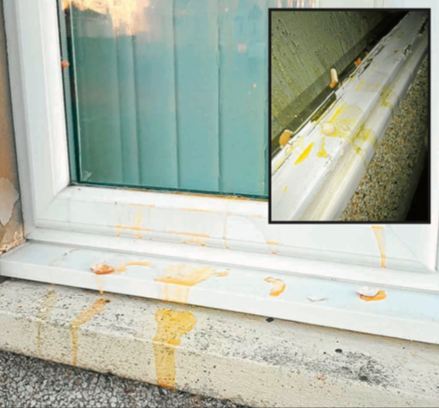 Gretna houses egged in vandalism spate