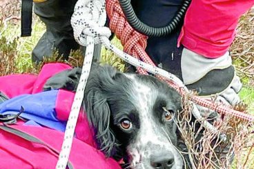Happy ending after dog falls at beauty spot