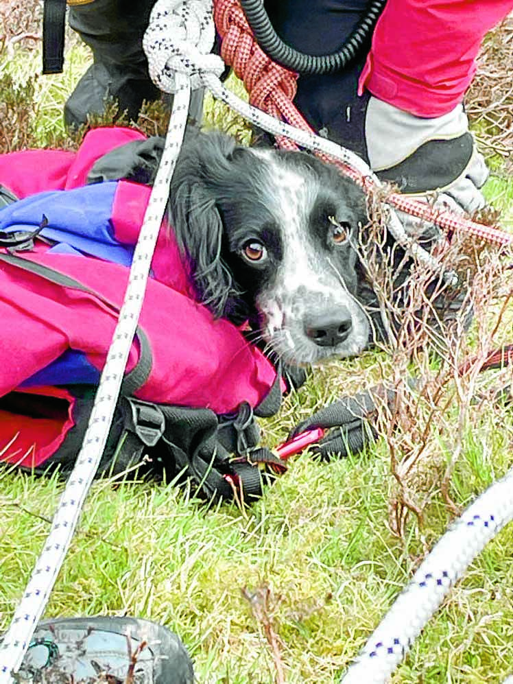 Happy ending after dog falls at beauty spot