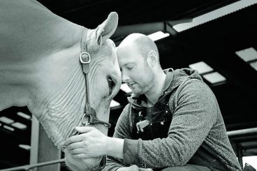 Brown Swiss sets a new record