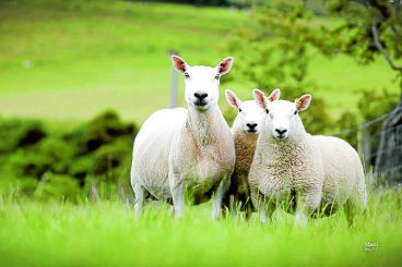 Sheep dies in dog attack