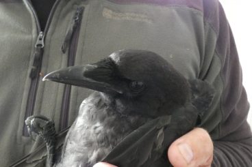 Loch litterers slammed following crow death