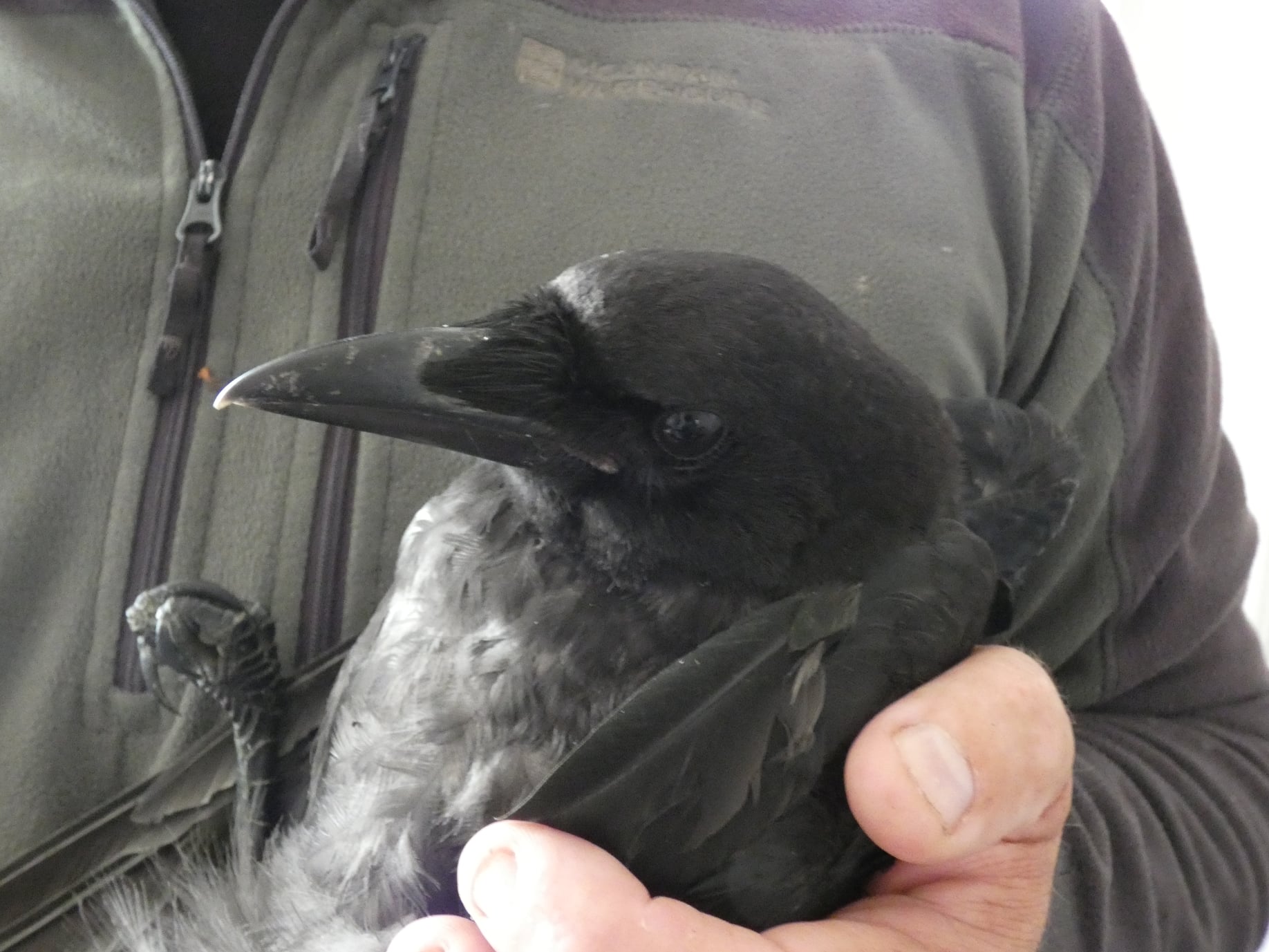 Loch litterers slammed following crow death