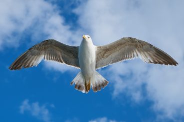 Backing plea for gull action event