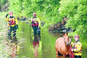 Happy ending to horse river rescue