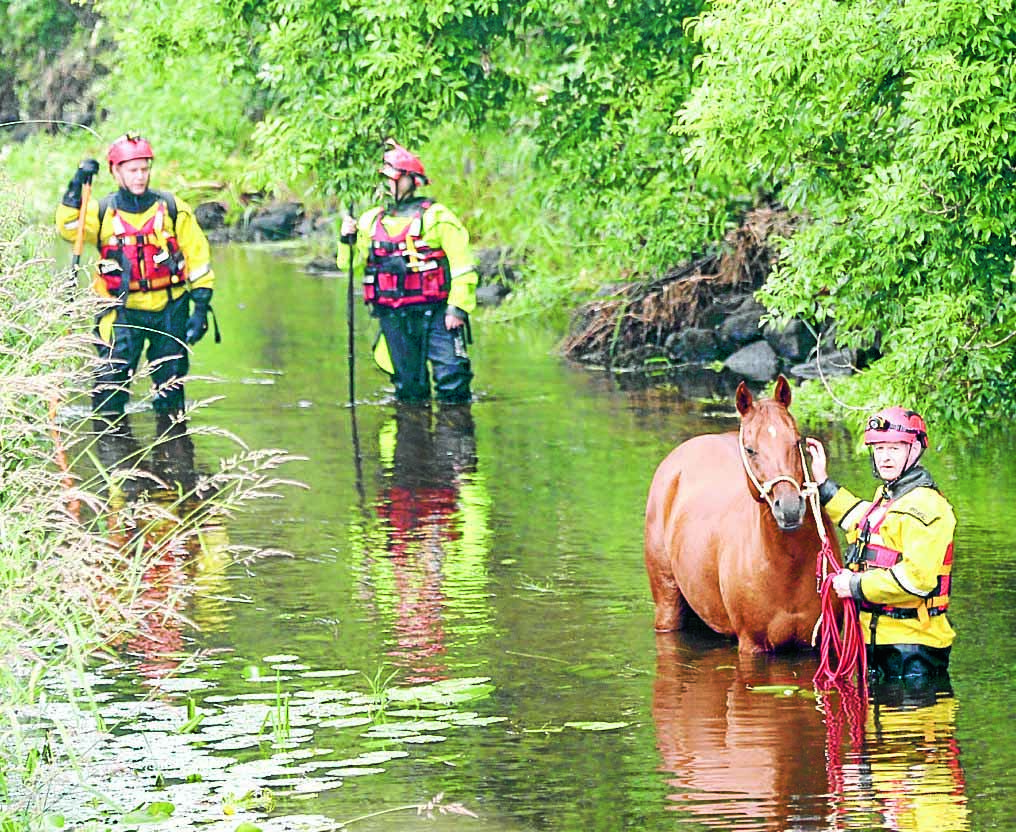 Happy ending to horse river rescue