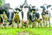 £2m for dairy focused projects