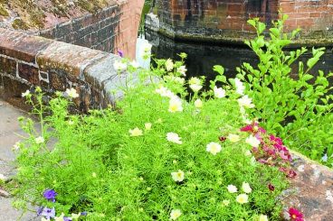 Volunteers despair at ‘mindless vandalism’